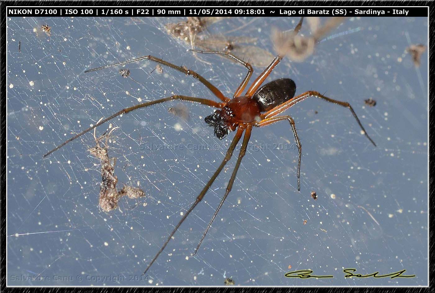 Frontinellina frutetorum dal Lago di Baratz (SS)